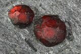 Plate of Ten Garnets in Graphite - Red Embers Mine #111838-2